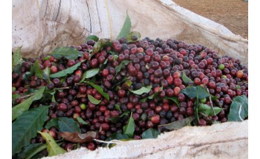 Koffie Brazil Koffie Brazil