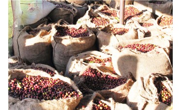 Koffie Ethiopia Yirgacheffe