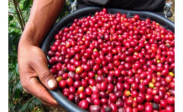 Koffie Guatemala Koffie Guatemala