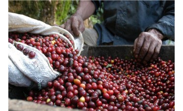 Koffie Maragogype Koffie Maragogype