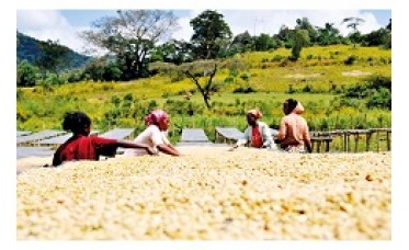 Koffie Ethiopia Sidamo Nensebo Refisa 